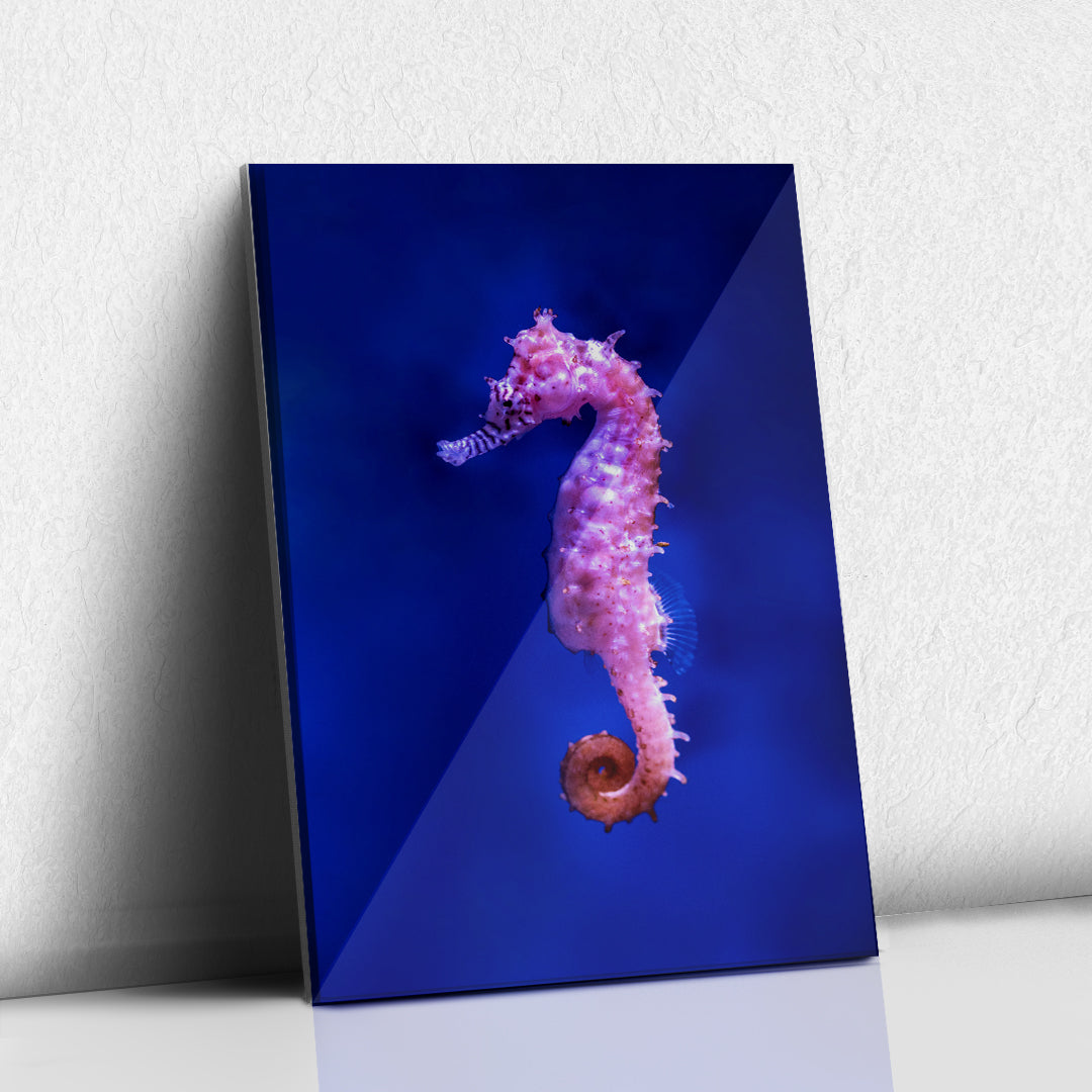 Caballito de Mar Rosa