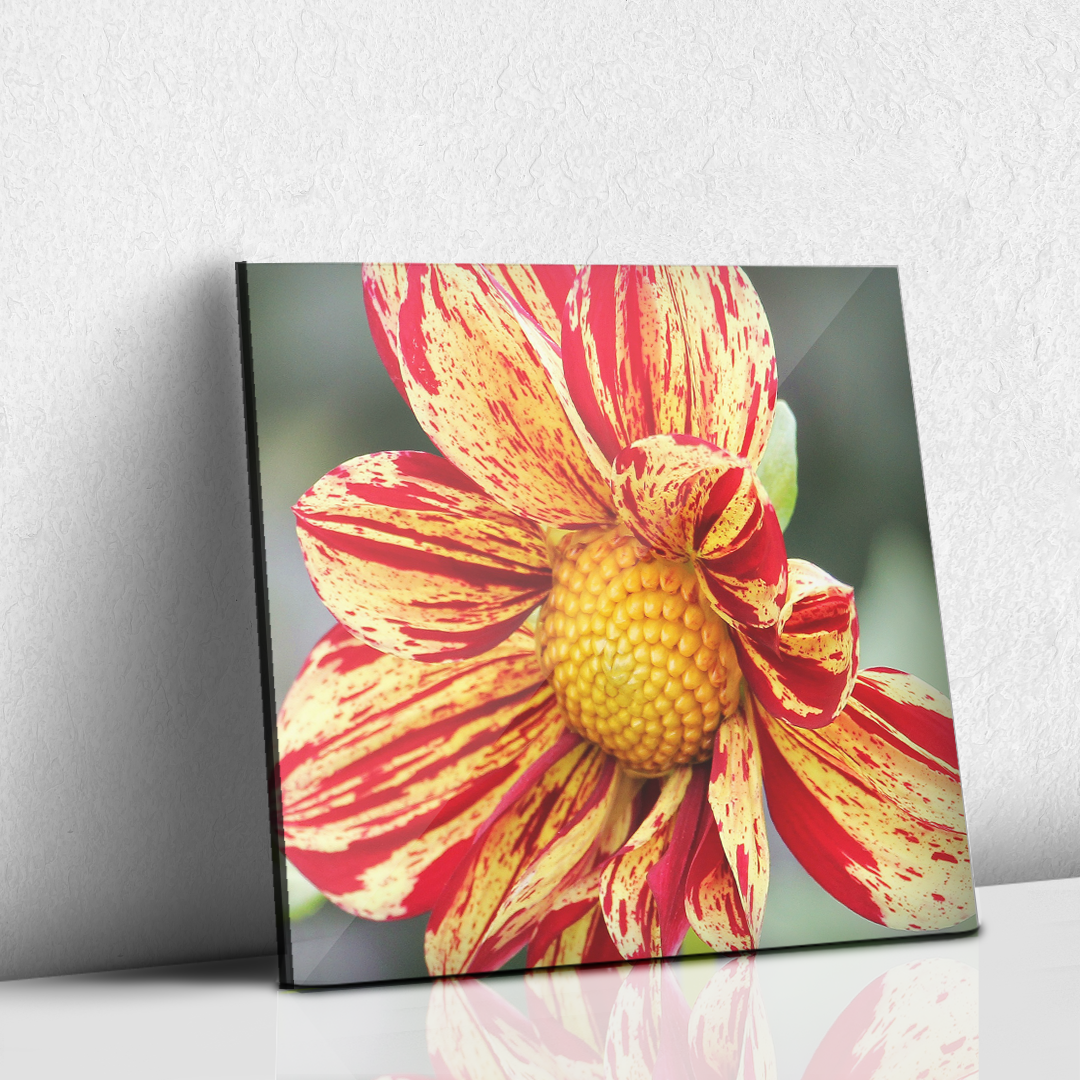Dalia