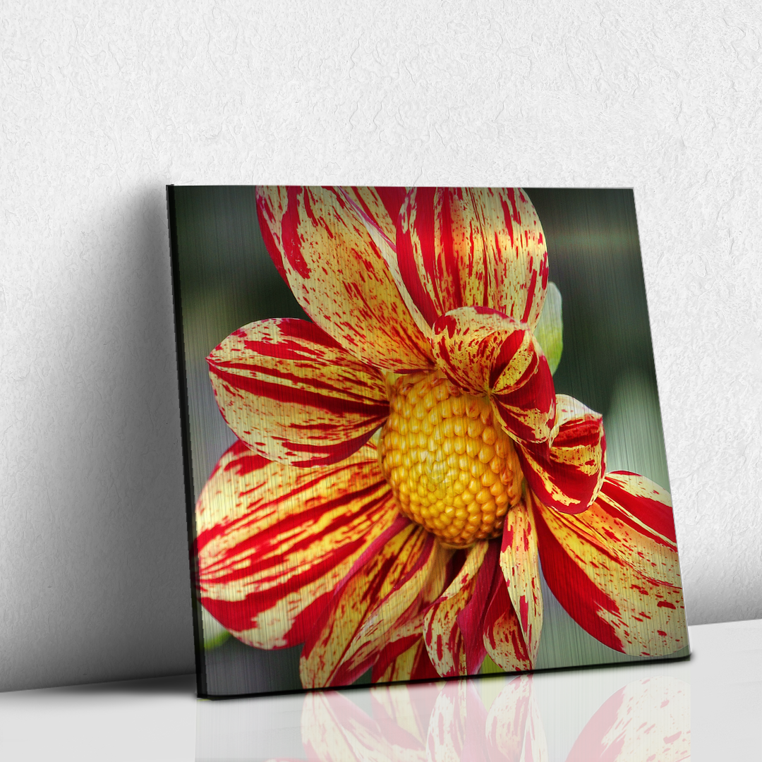 Dalia