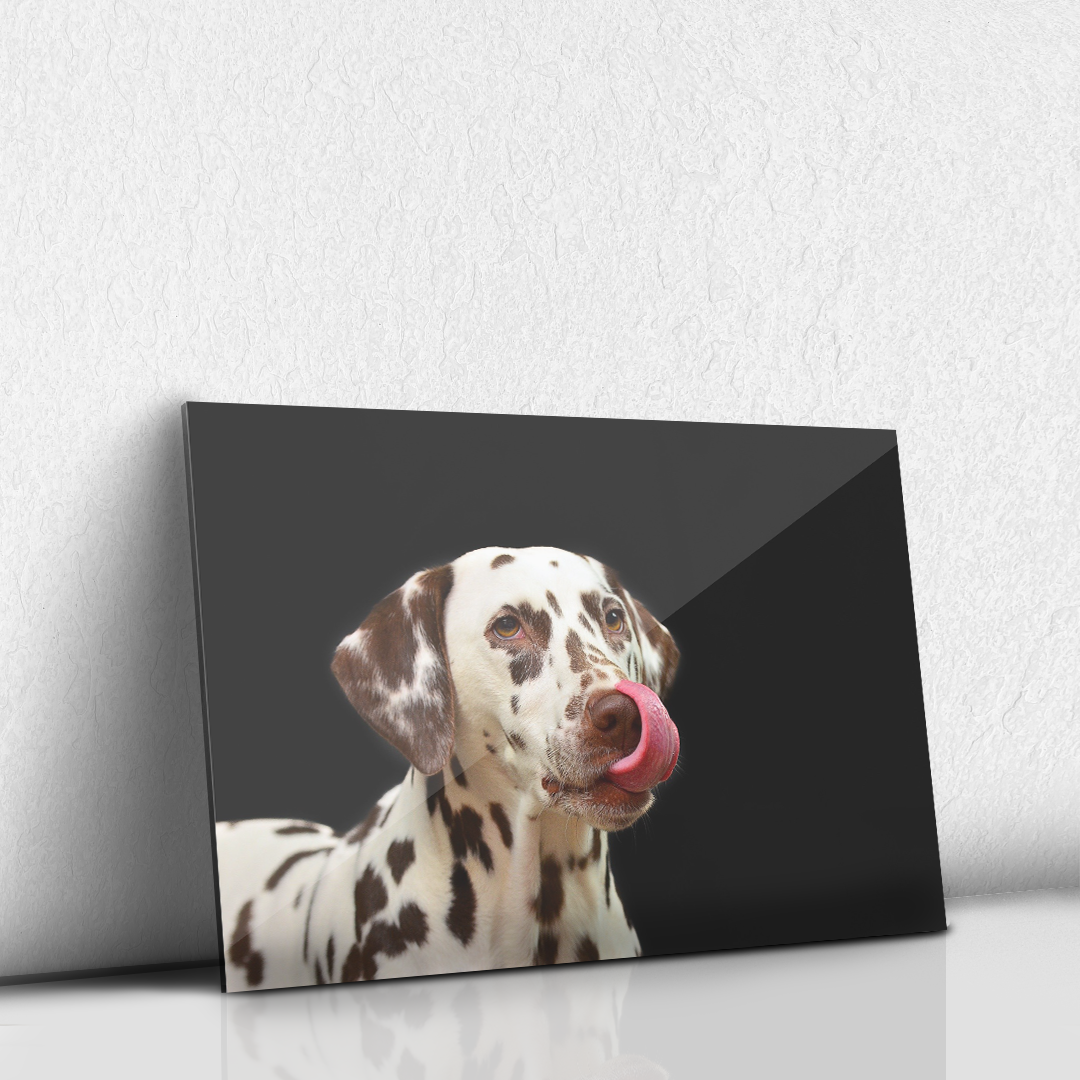 Dalmata