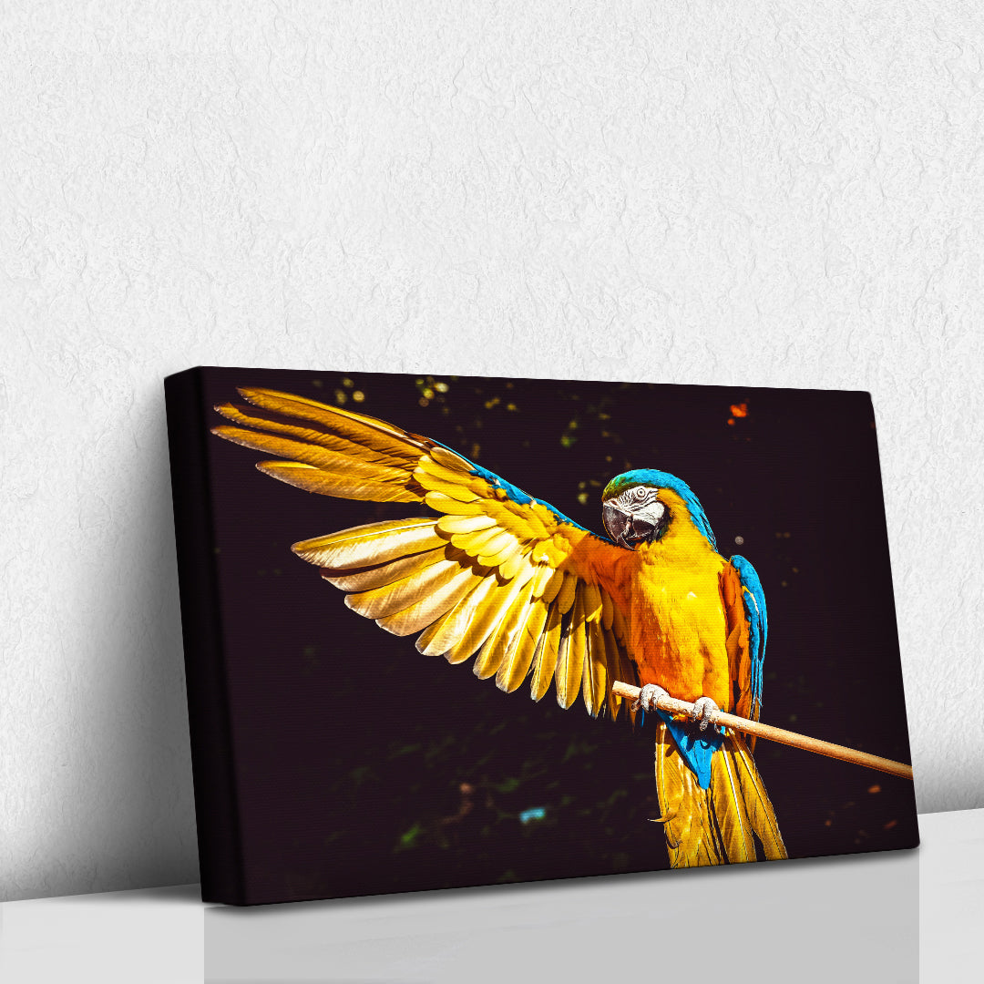 El saludo de la guacamaya