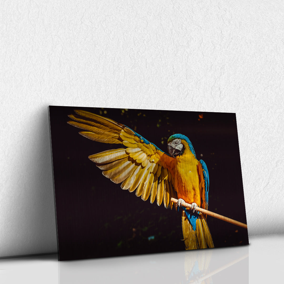 El saludo de la guacamaya