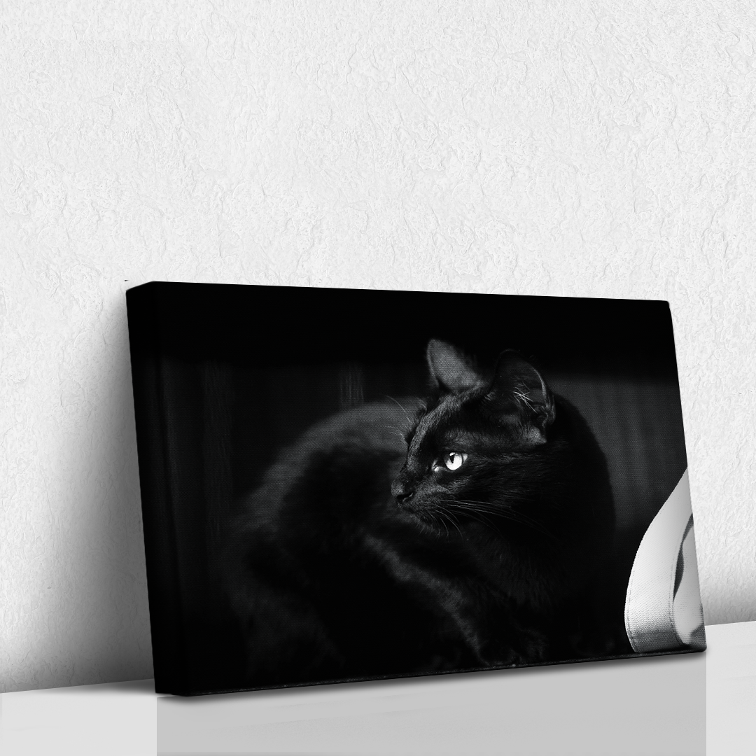 Felino