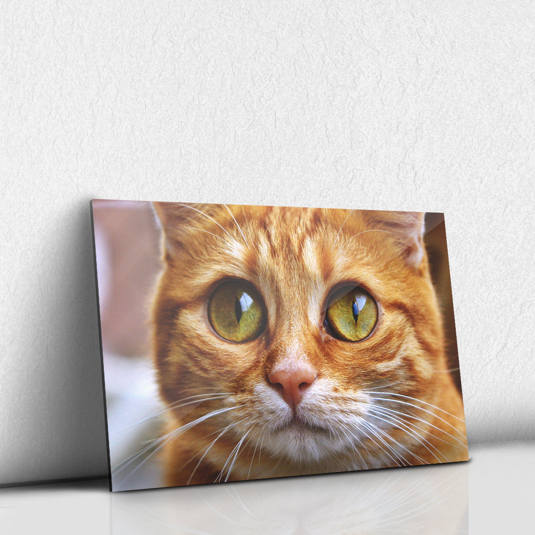 Gato naranja