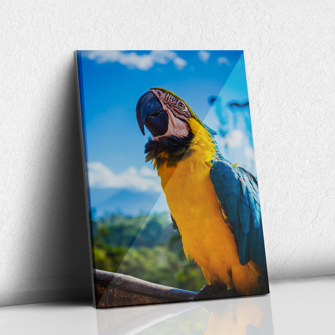 Guacamaya