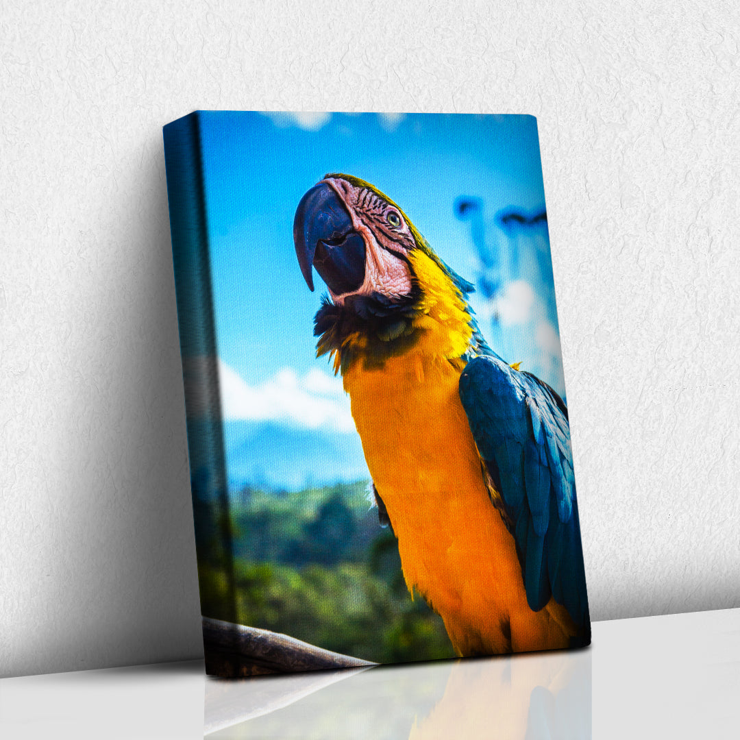 Guacamaya