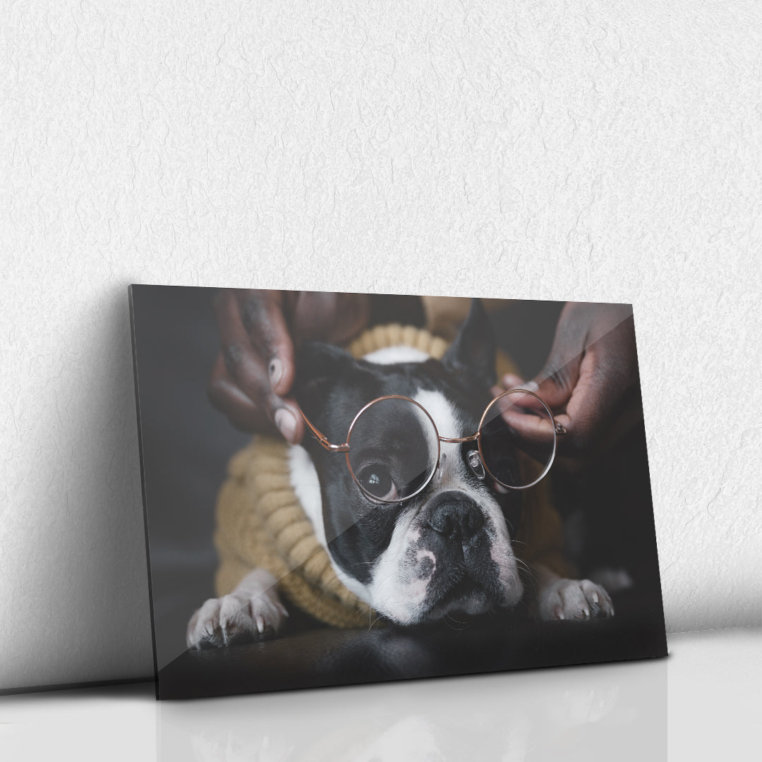 Bulldog Frances