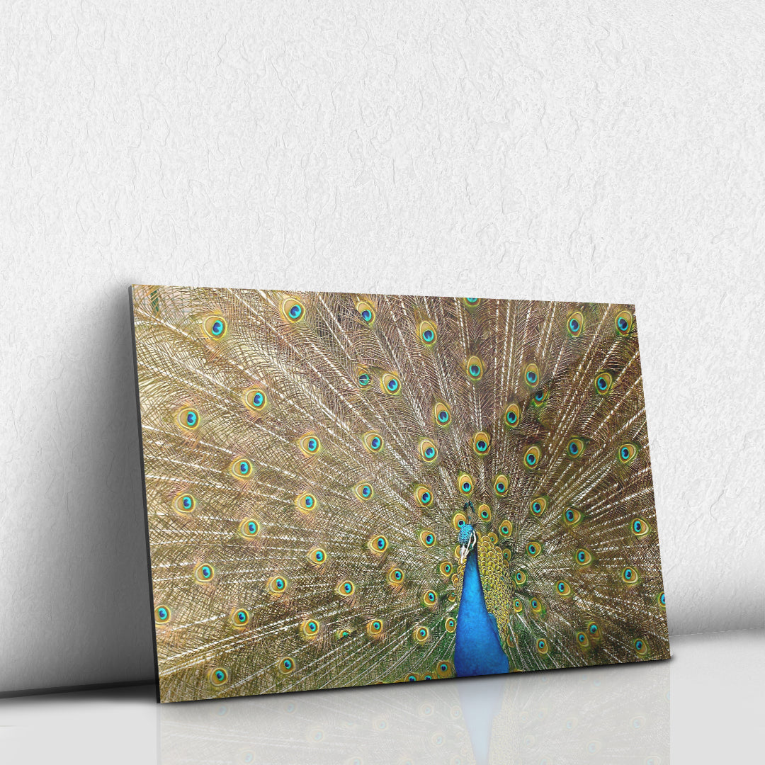 Pavo Real