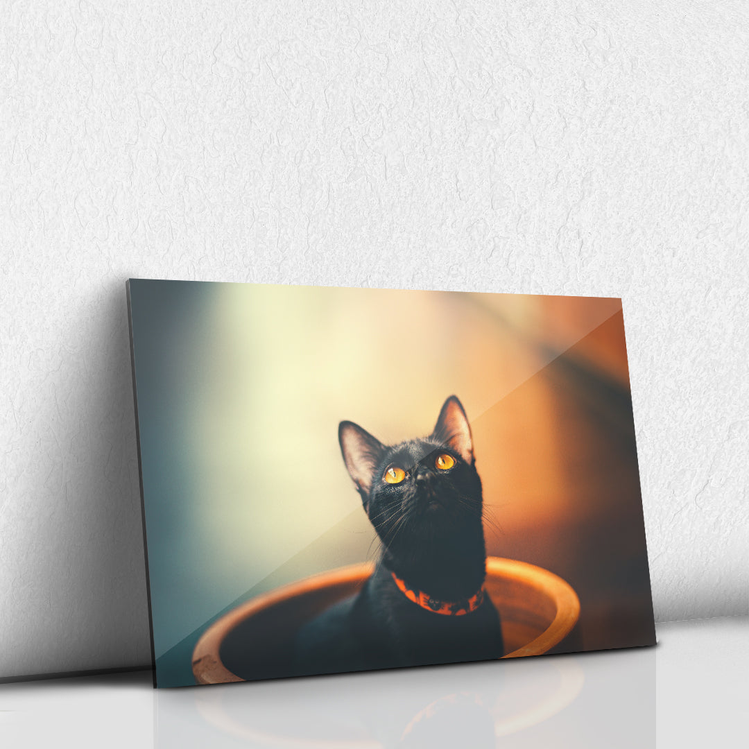 Gato Curioso