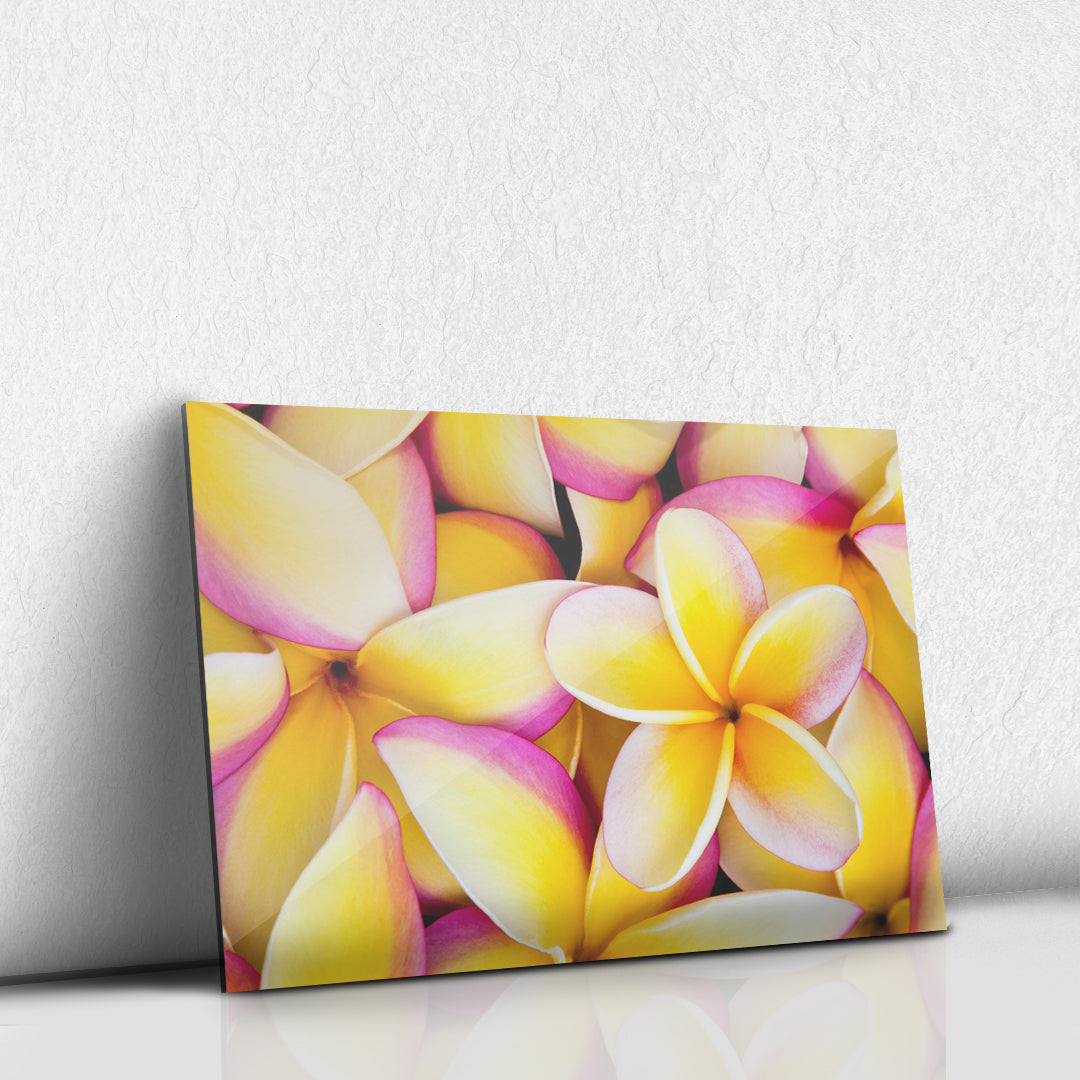 Flor amarillo y rosa