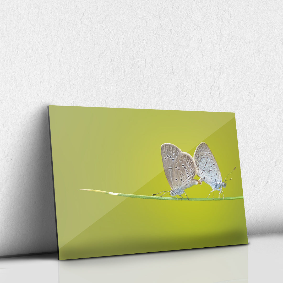 Mariposas