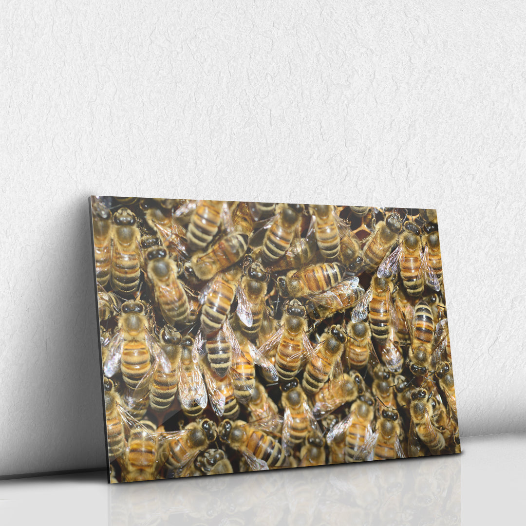 Panal de Abejas