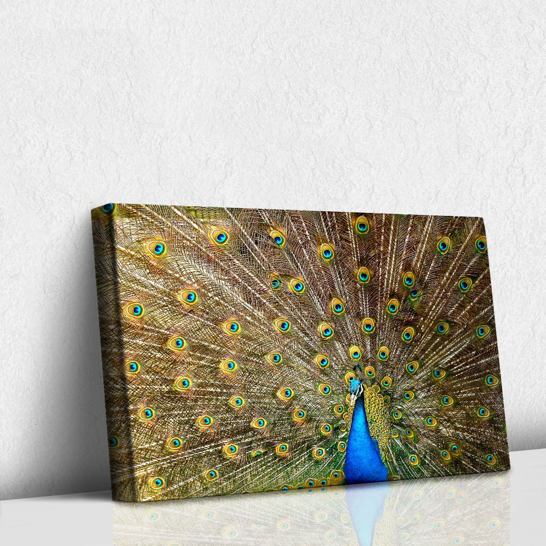 Pavo Real