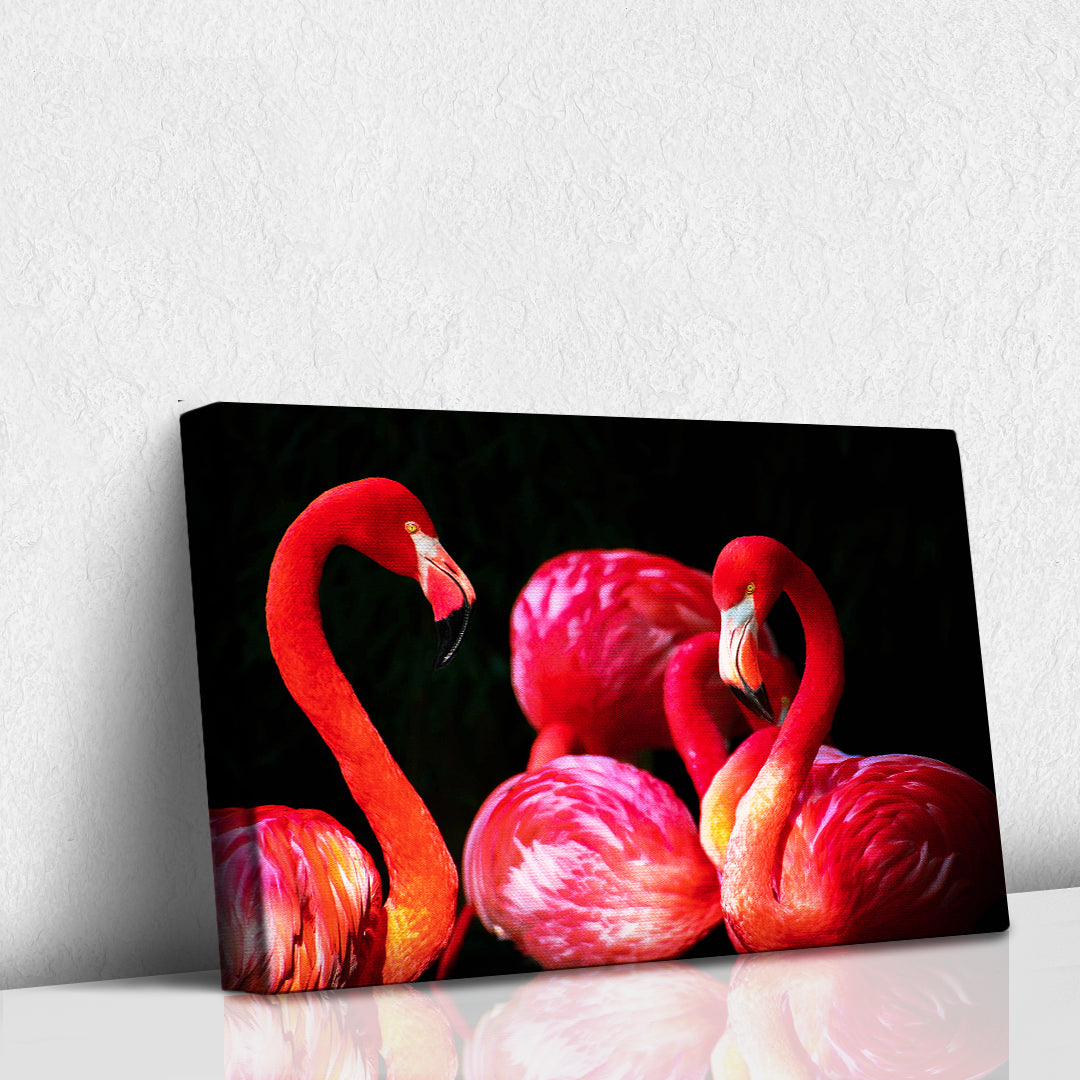 Flamencos