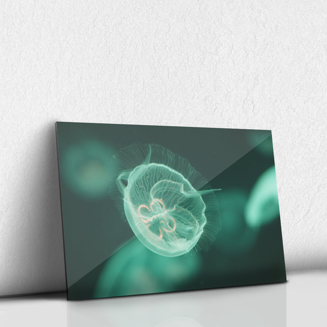 JellyFish