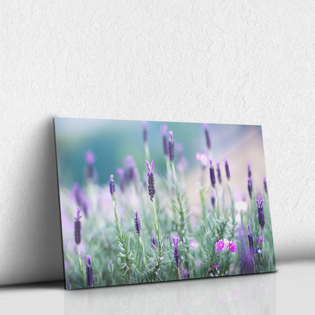 Lavanda