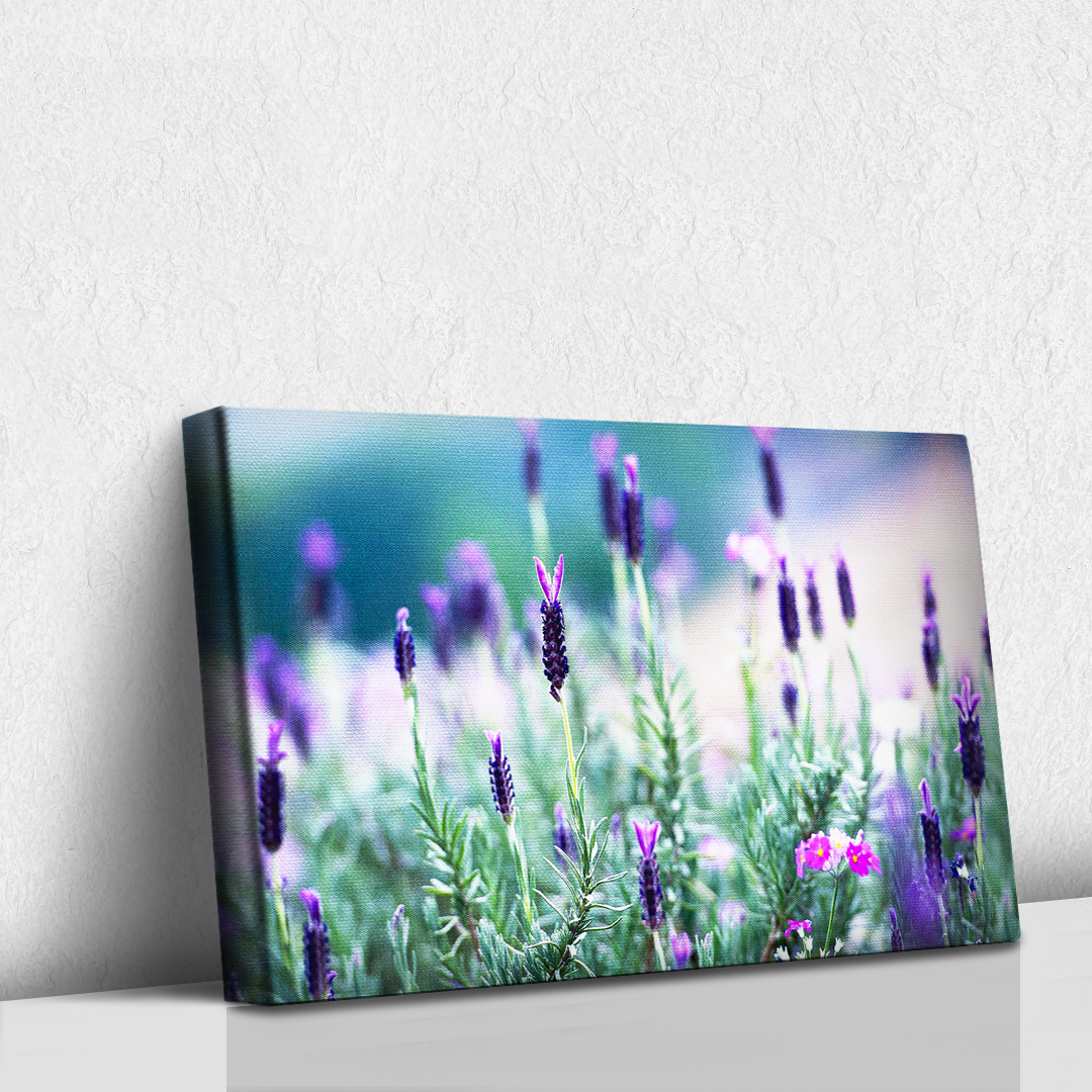Lavanda