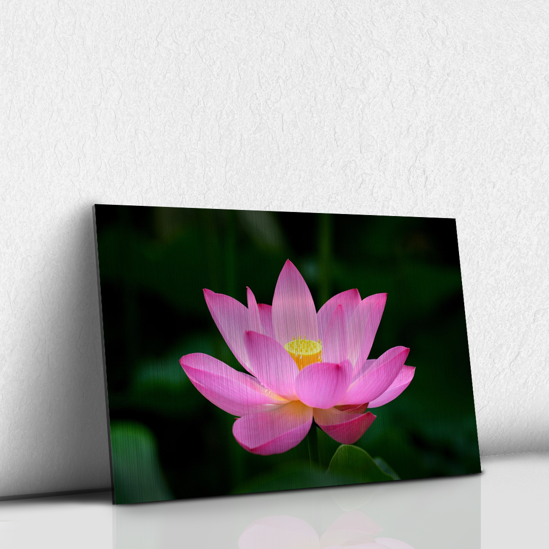 Lotus