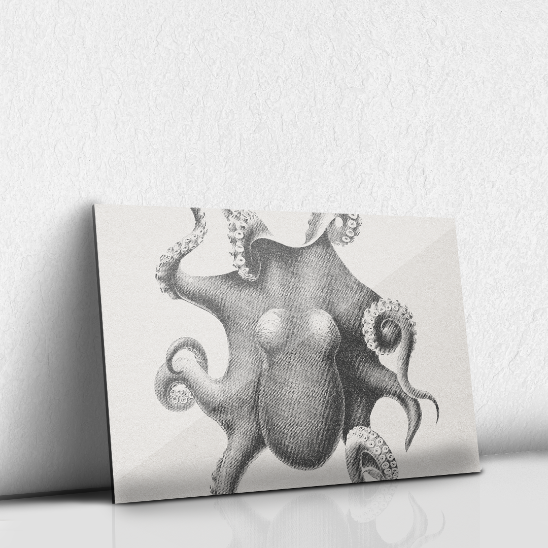 Octopus