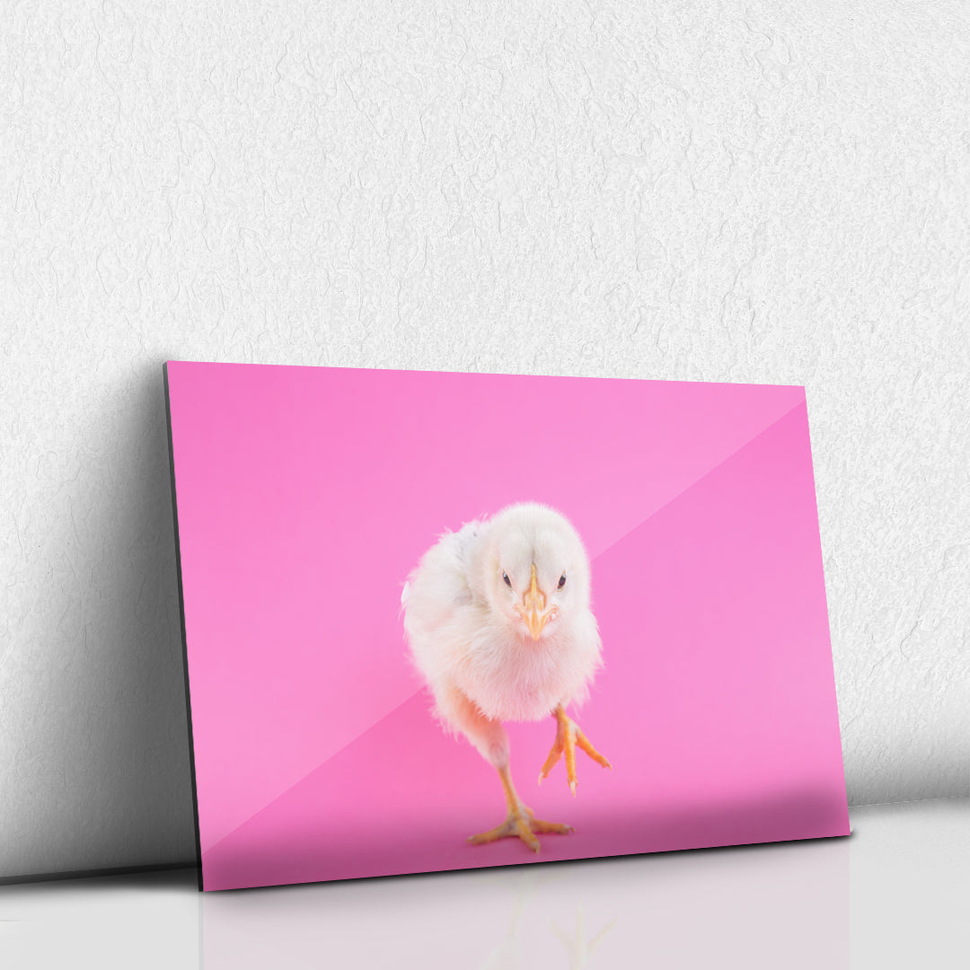 Pollito