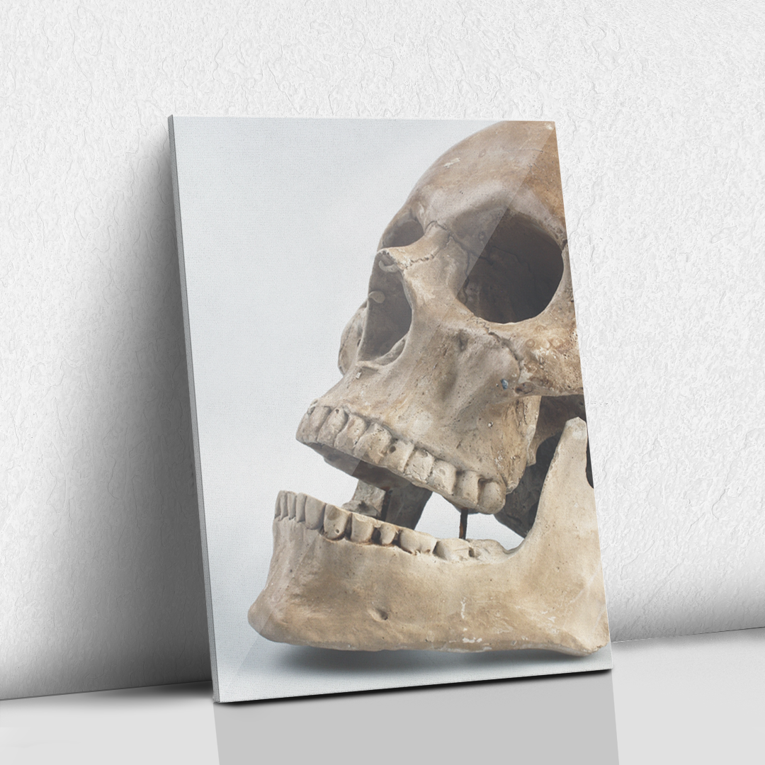 Skull