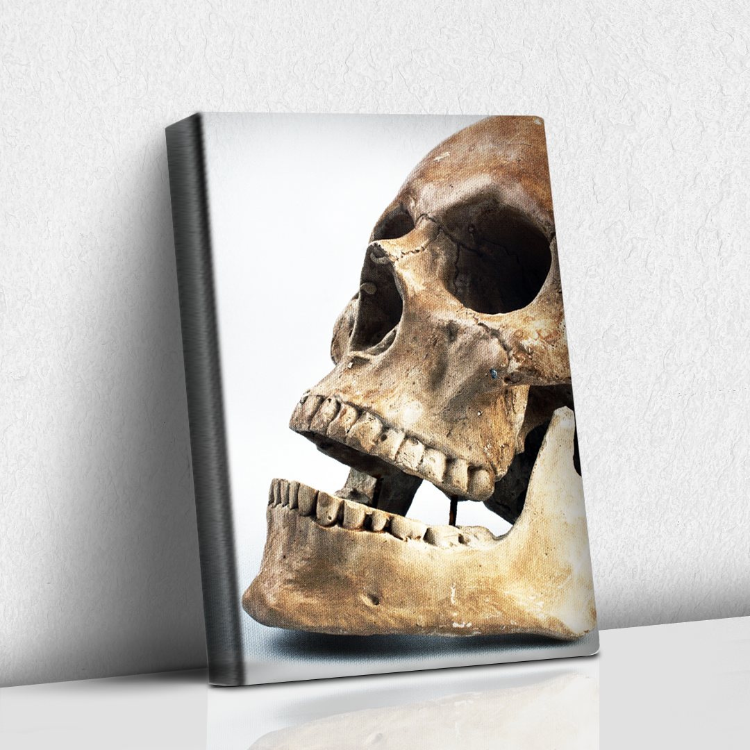 Skull