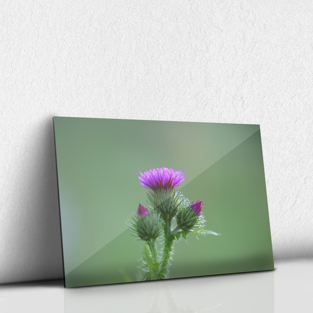 Thistle