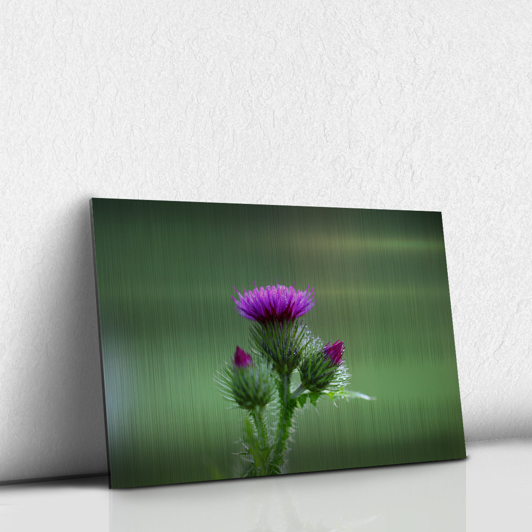 Thistle