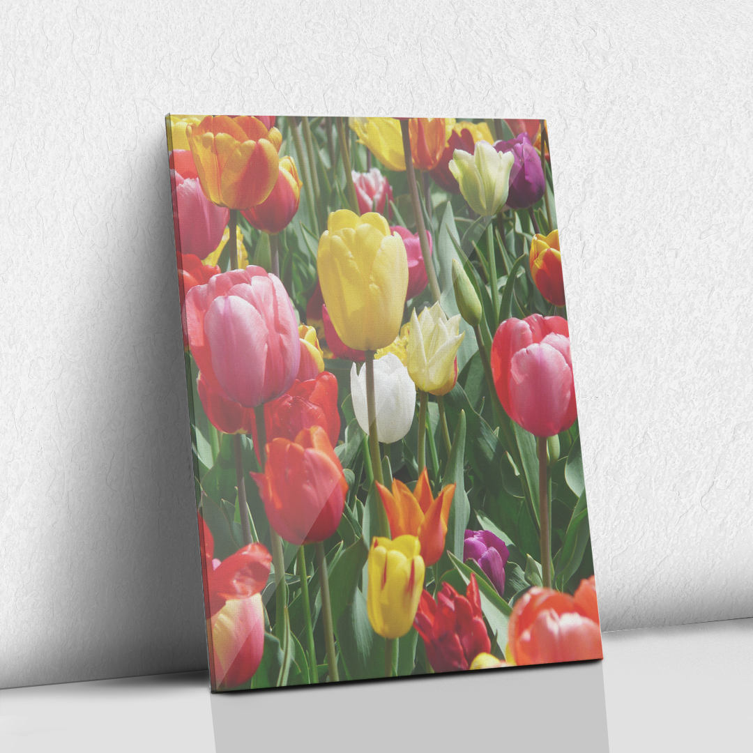 Tulipanes coloridos