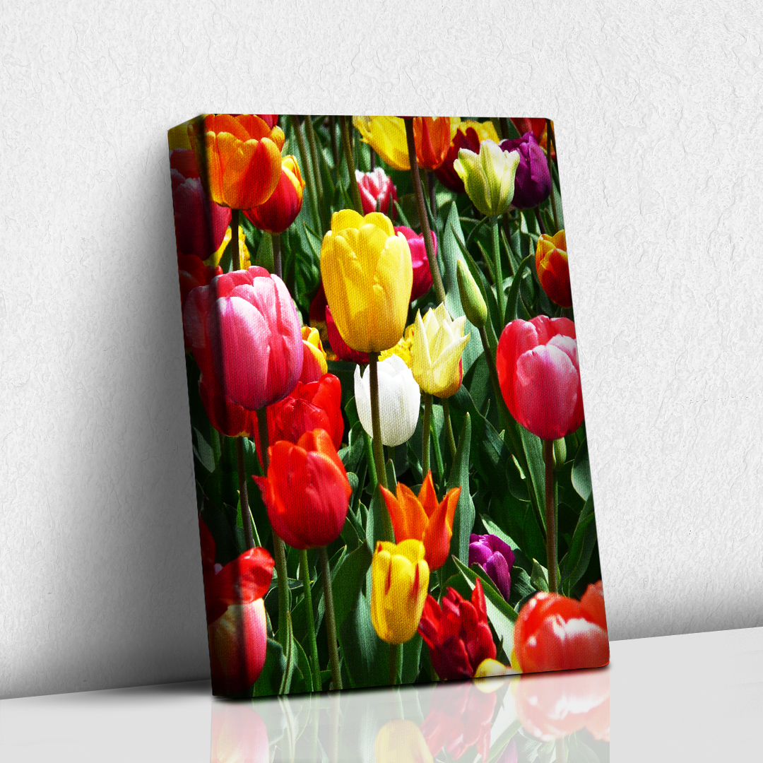 Tulipanes coloridos