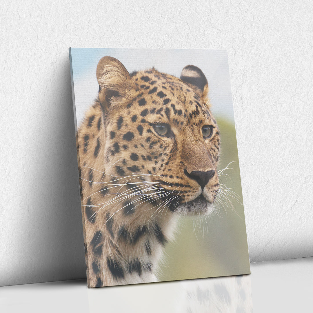 Leopardo