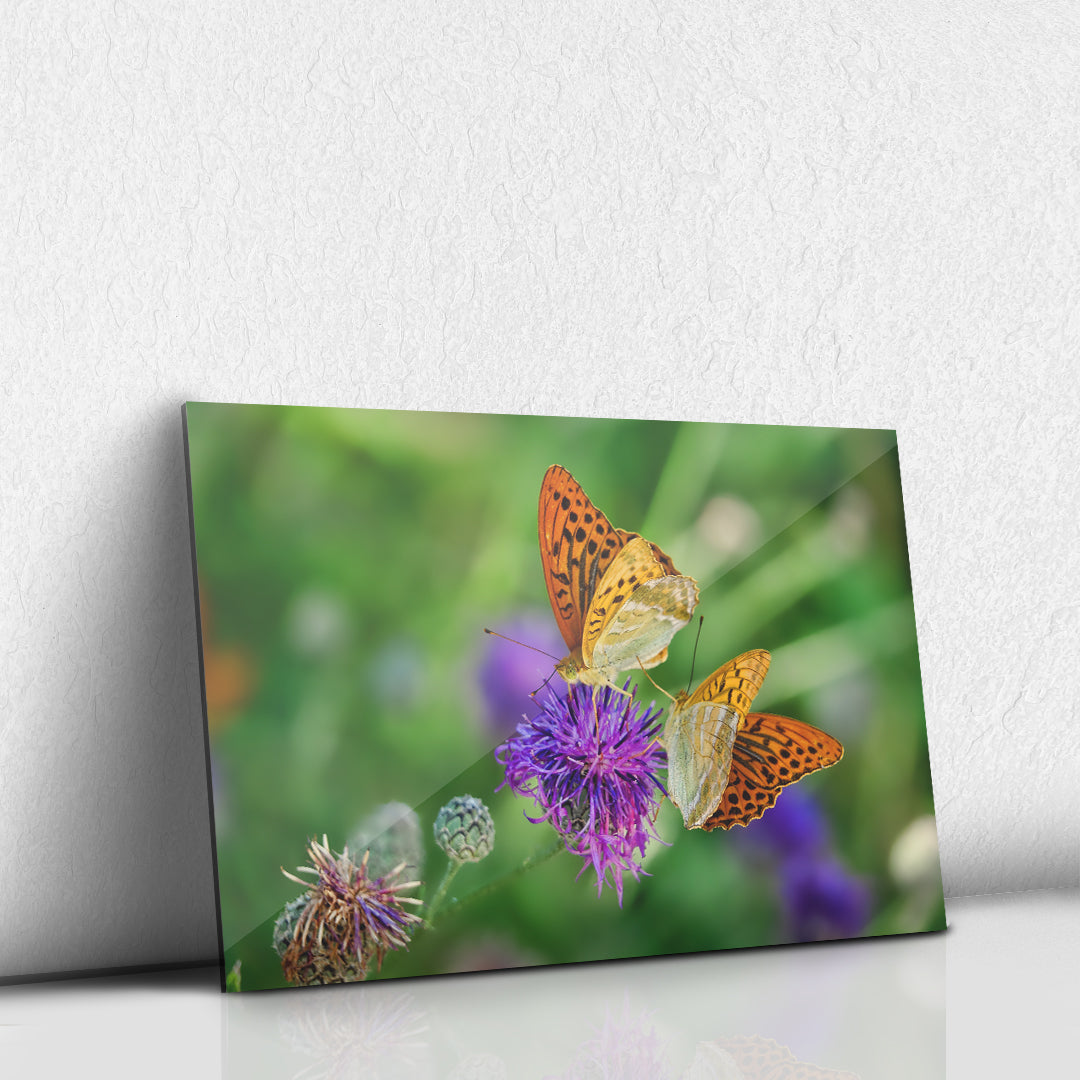 Mariposas