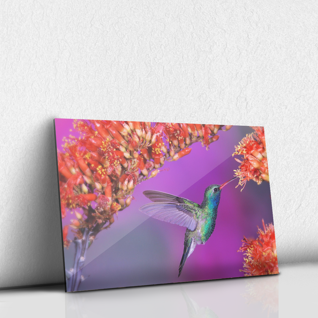 Colibrí