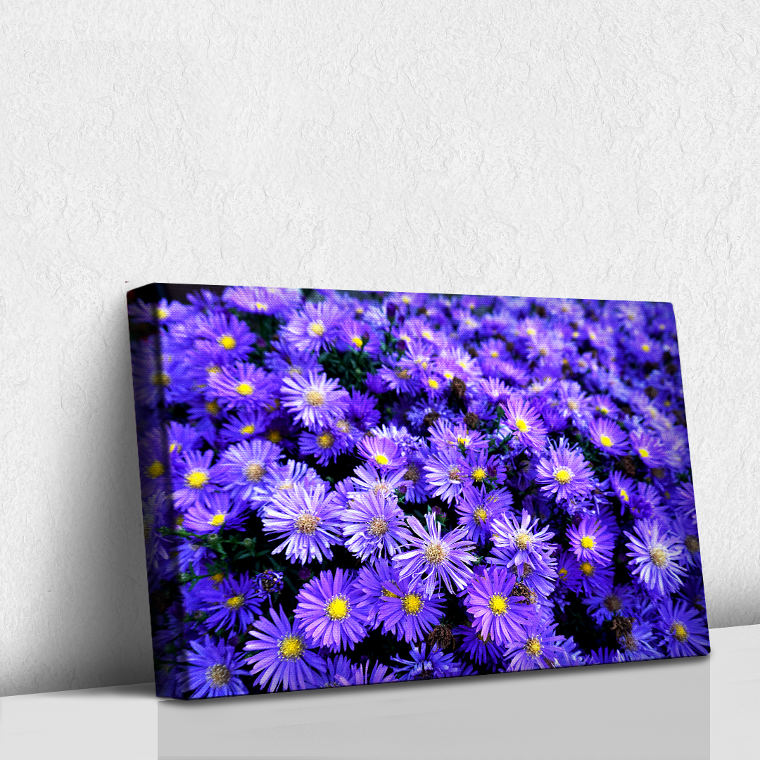 Flores Moradas