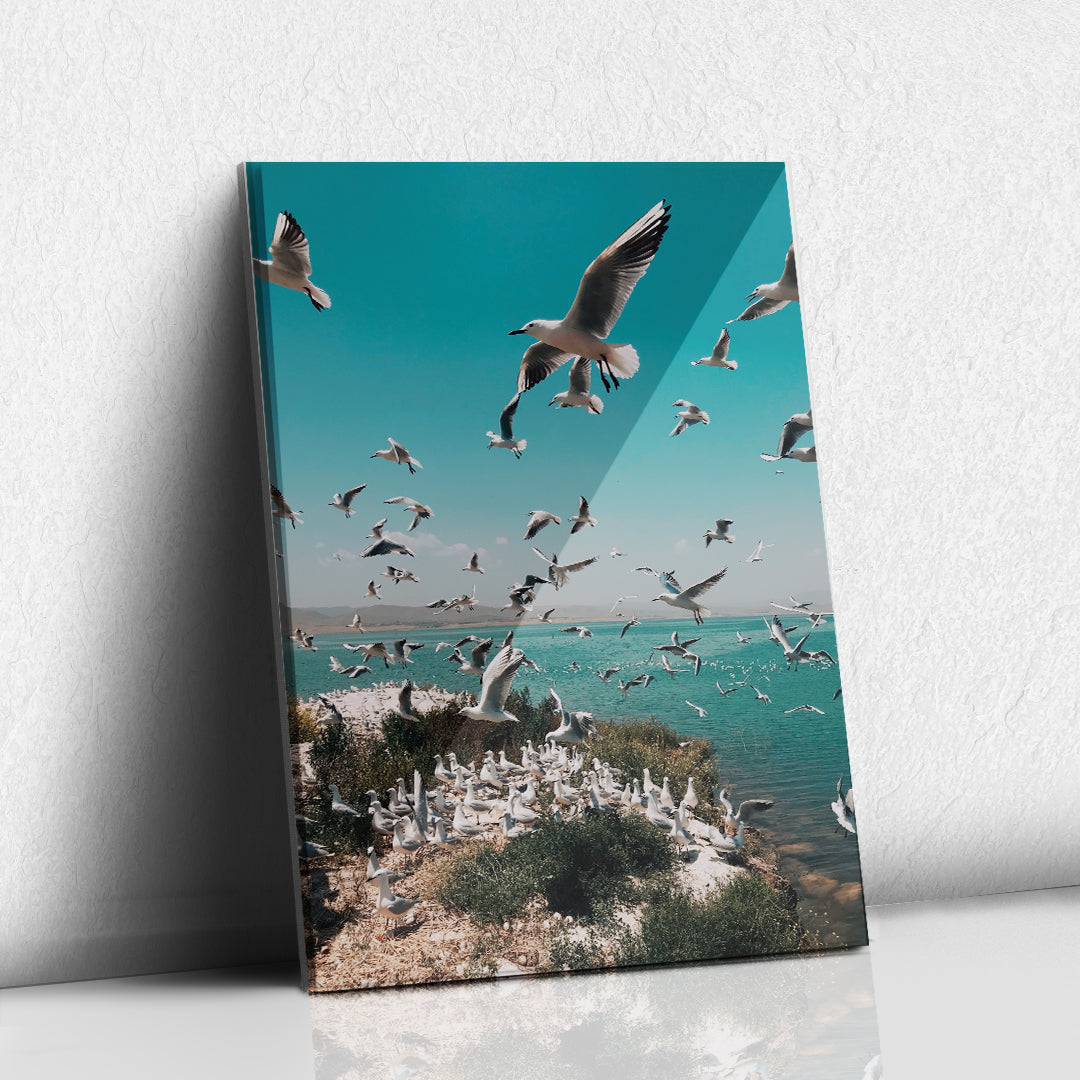 Parvada de Gaviotas
