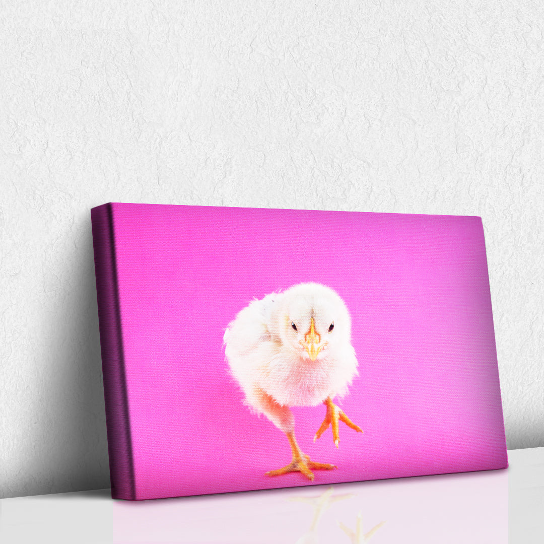 Pollito