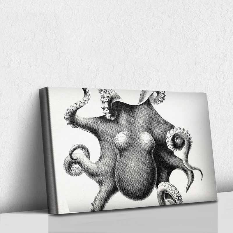 Octopus