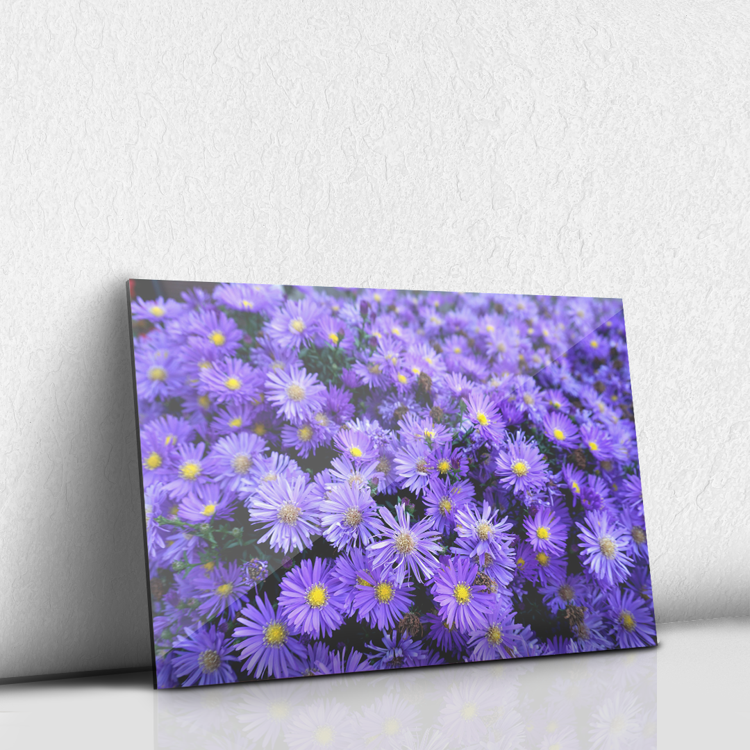 Flores Moradas